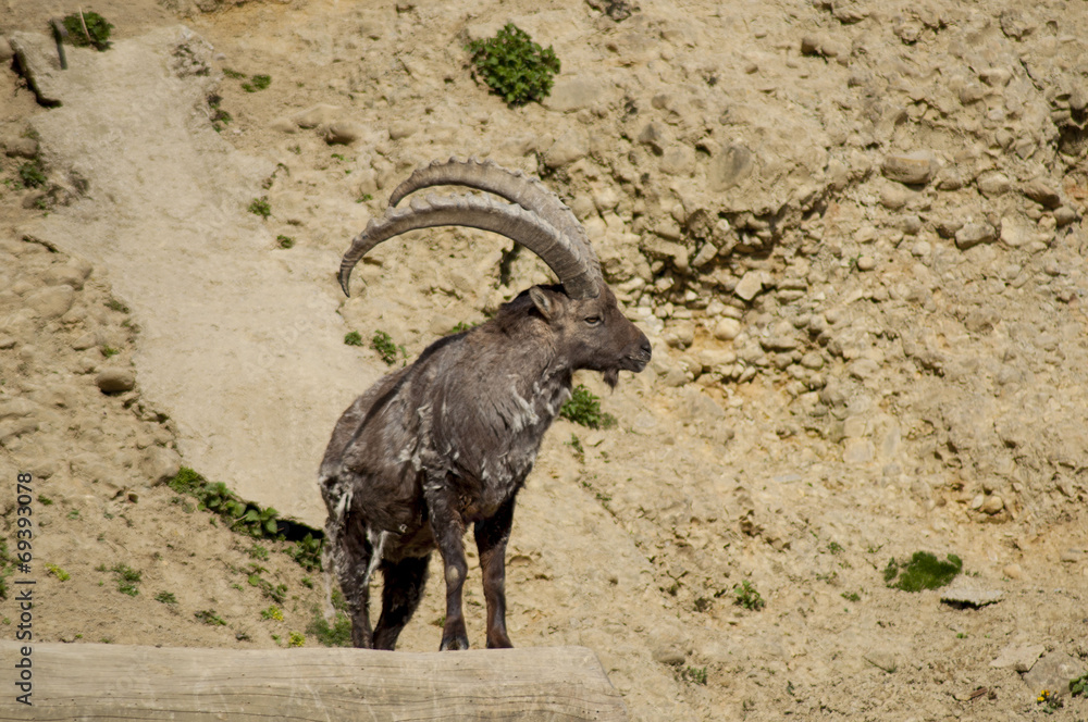 steinbock