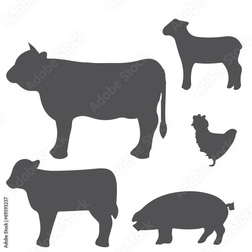 animals