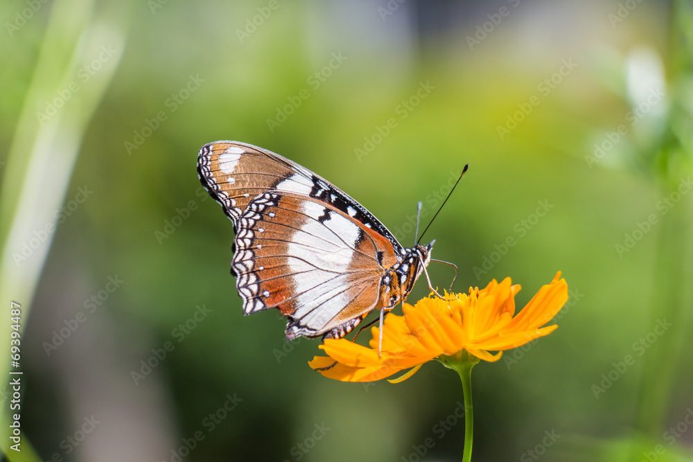 Butterfly perched atop the yellow flower Butterfly perched atop the yellow flower