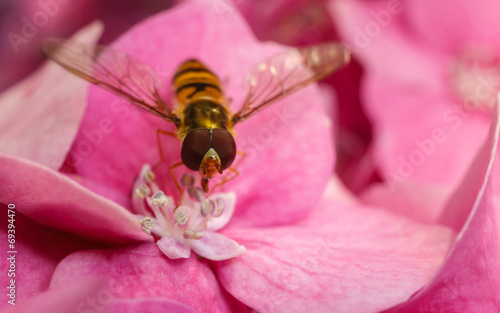 A Hoverfly on a pink Hydrangea flower