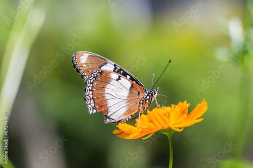 Butterfly perched atop the yellow flower © nengredeye