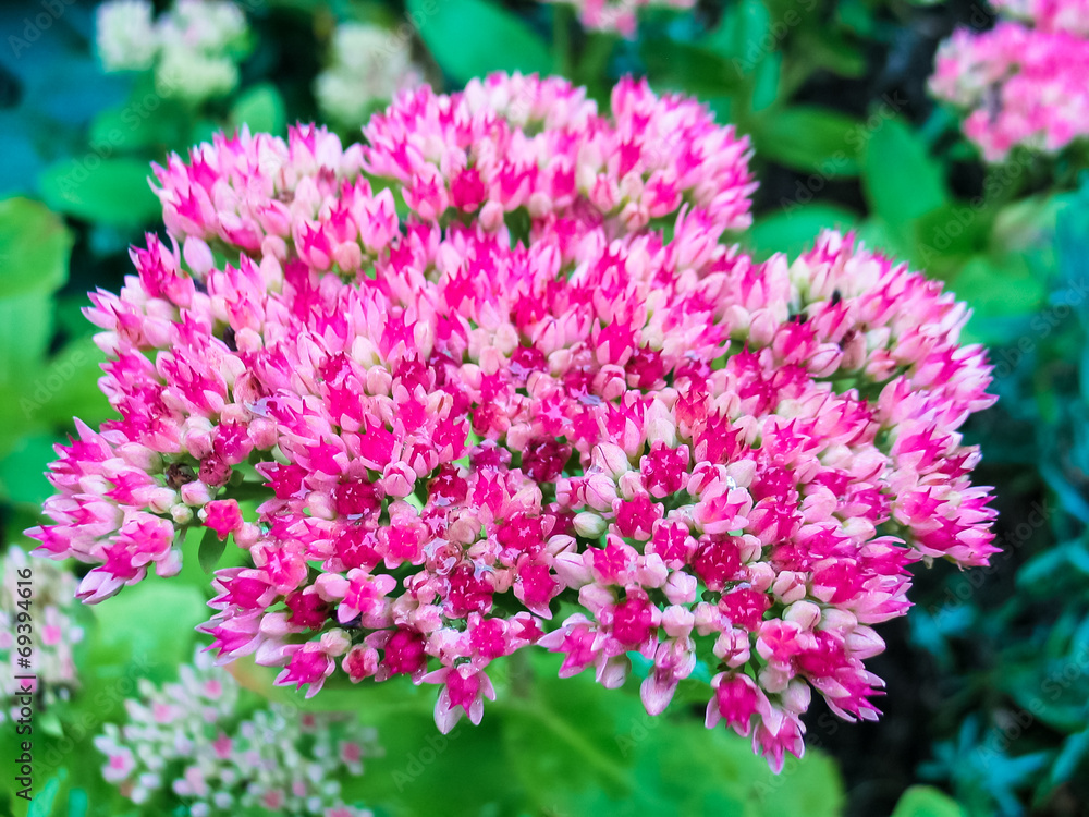Pink Livelong plant in flower bed in garden. Pink Livelong plant in flower bed in garden.