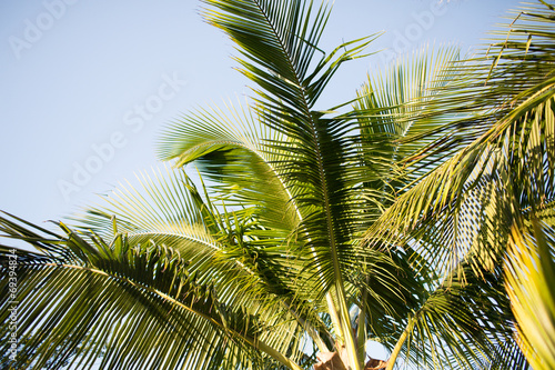 palm tree over blue sky with white clouds