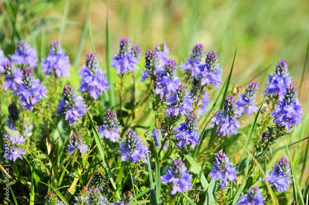 Fototapeta premium Ehrenpreis Oesterreichischer - Veronica austriaca 04