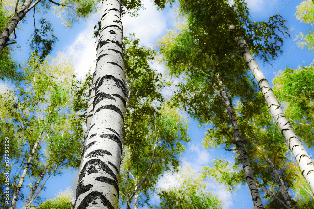Fototapeta premium forest birch
