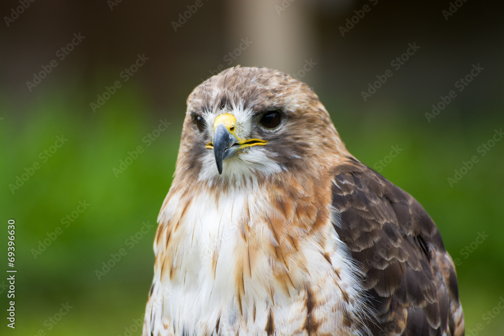 Bussard Bussard