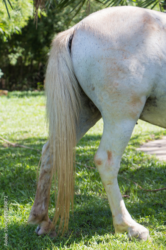 Tail and testicle of white horse