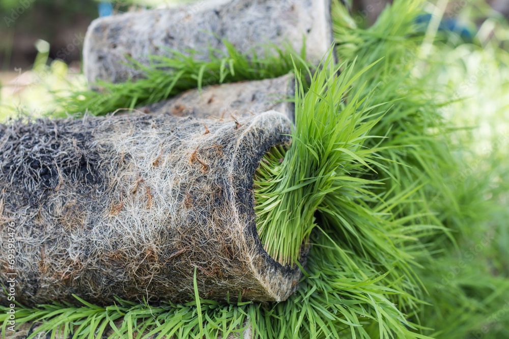 Rice sprout , that reserve for grow by machine Rice sprout , that reserve for grow by machine