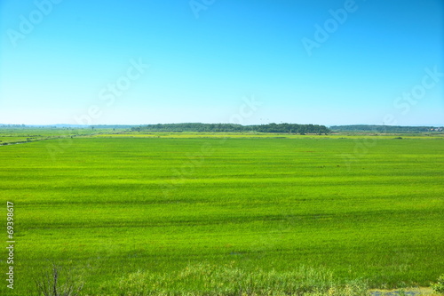 Green meadow under blue sky