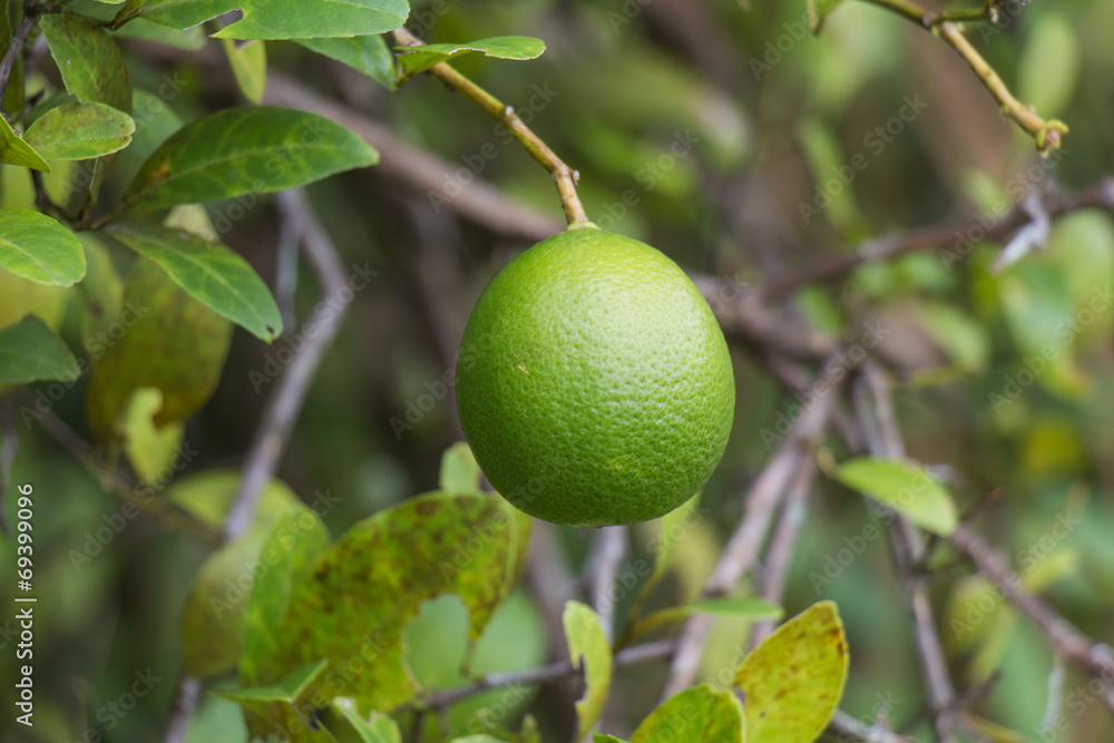 Green lemons hanging on a tree