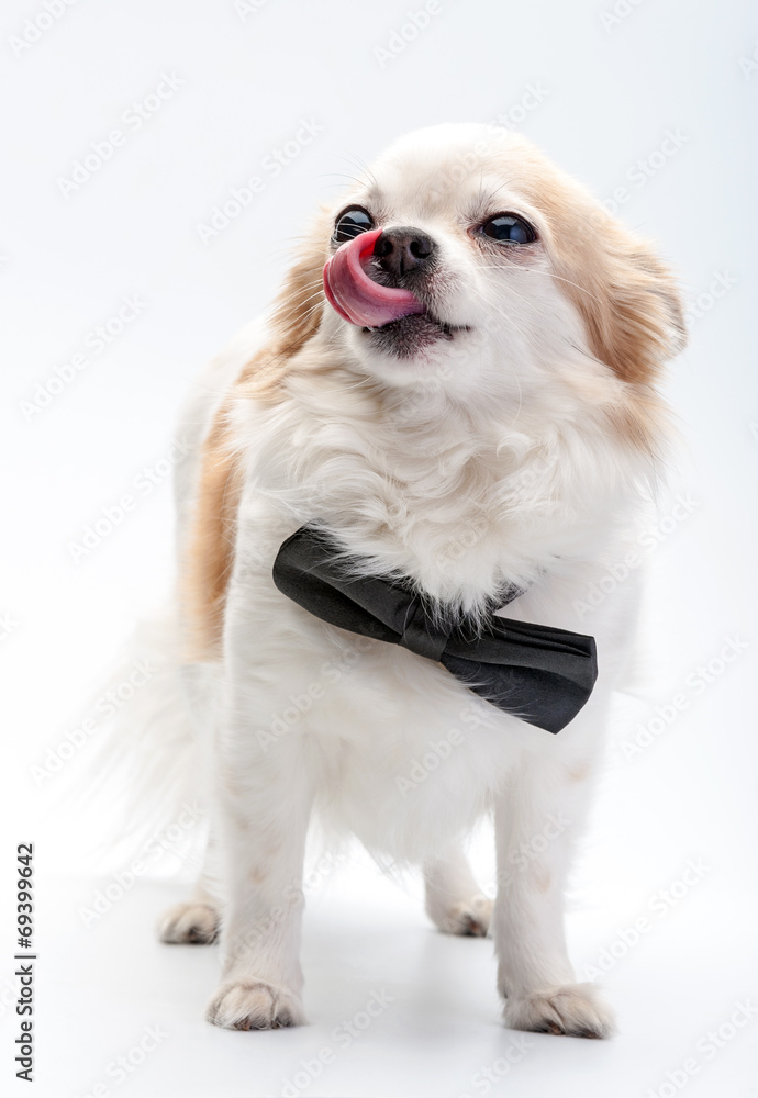 cute Chihuahua dog  with black bow tie on white background