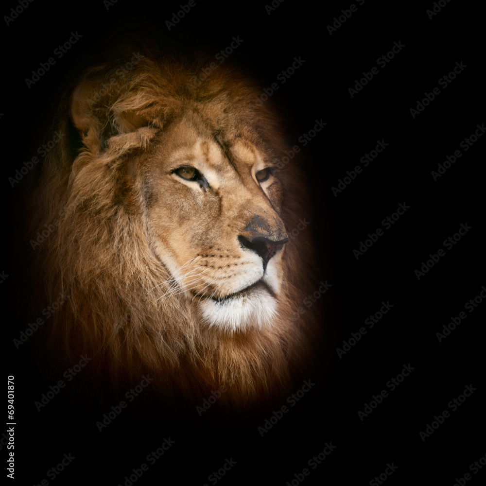 lion on a black background.