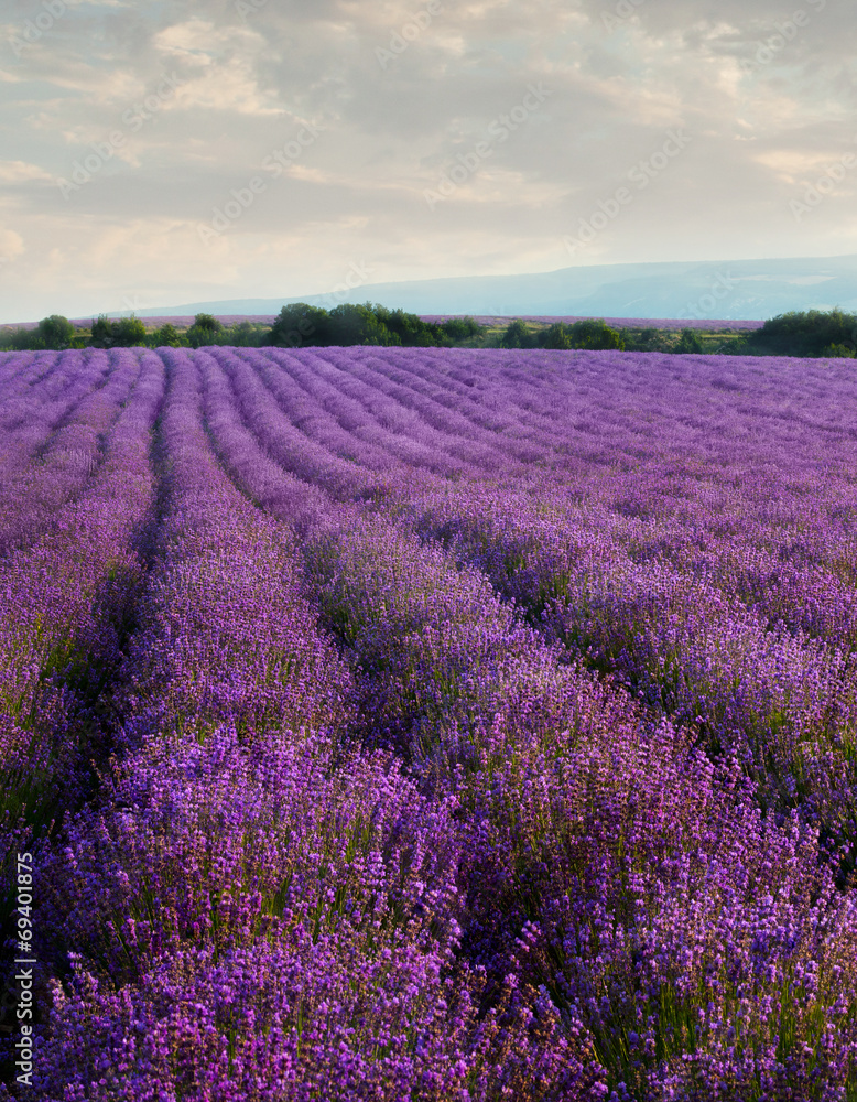 Obraz premium Lavender field