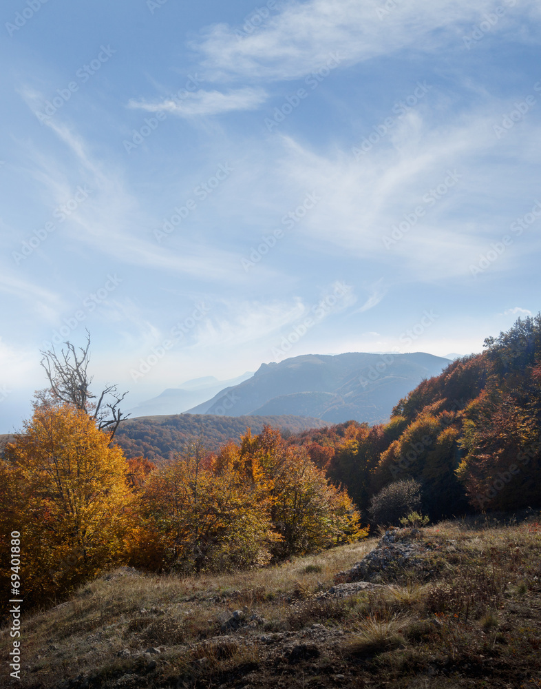 Autumn beautiful forest Autumn beautiful forest