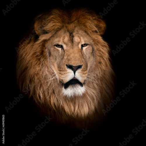 lion on a black background.