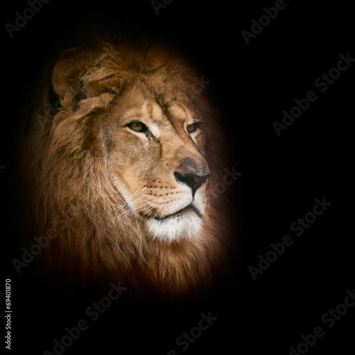 lion on a black background.
