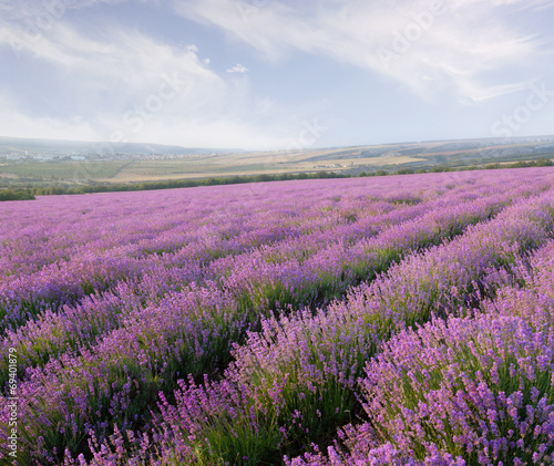 Lavender field © ANP