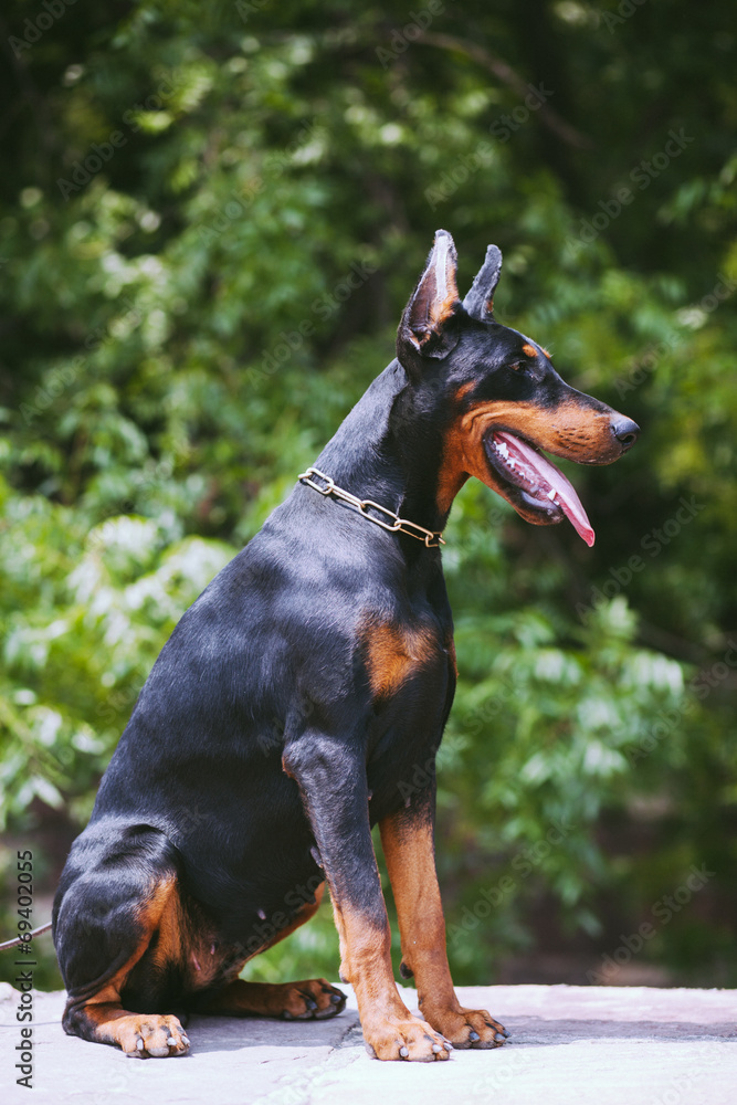 Doberman Pinscher