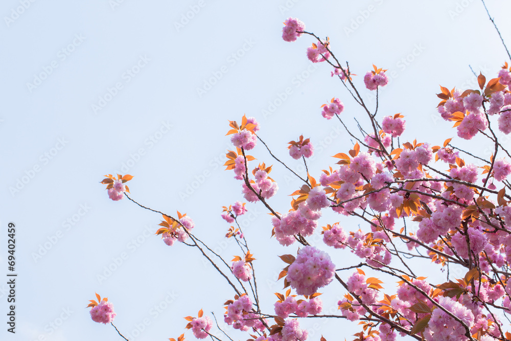 Blooming double cherry blossom branches and sky Blooming double cherry blossom branches and sky