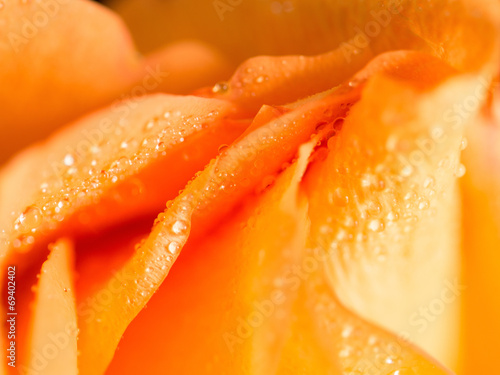 Fotografie Bright convolute petal of lovely orange rose