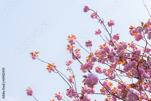 Blooming double cherry blossom branches and sky