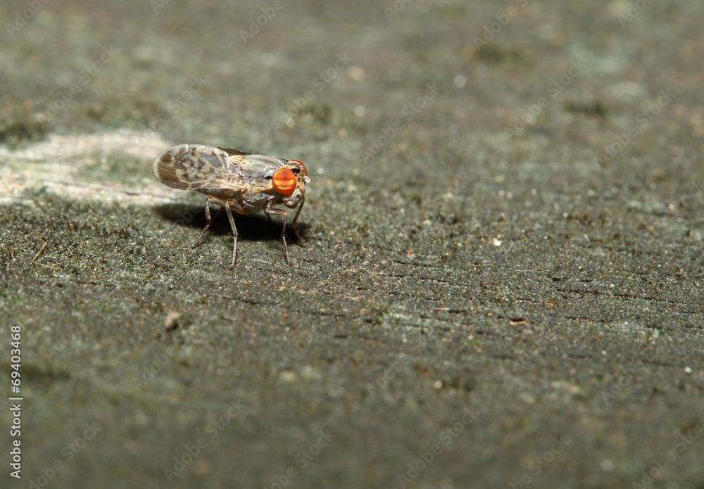 brown fly on wood back ground brown fly on wood back ground