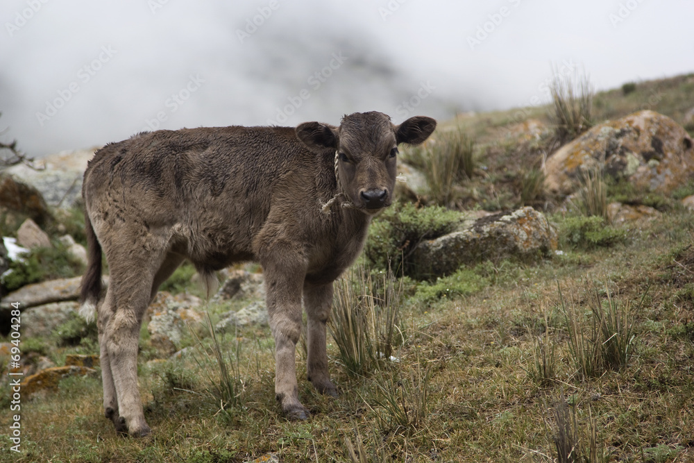 One calf in the pasture One calf in the pasture