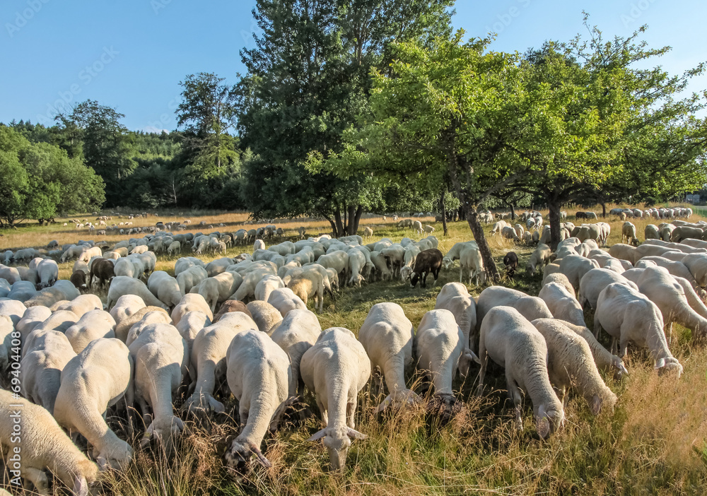 Fototapeta premium Schafherde im Taunus