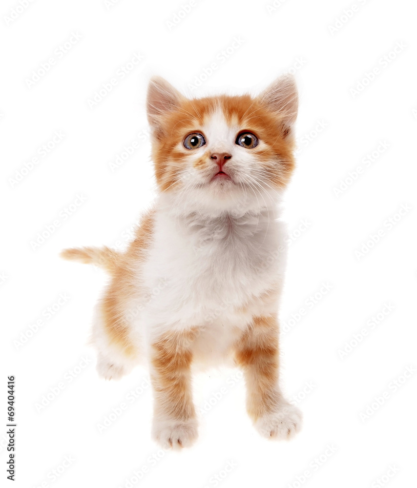 A little orange  kitten on a white background