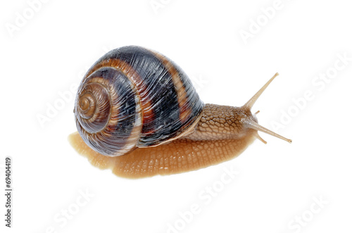 big snail on the white background