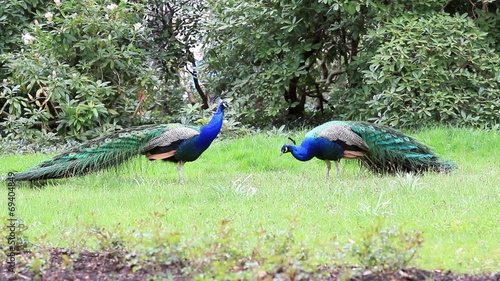 two peacocks ready to fight
