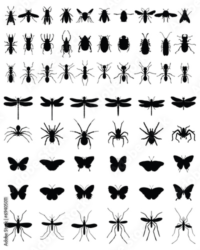 Black silhouettes of insects on white background, vector © Design Studio RM