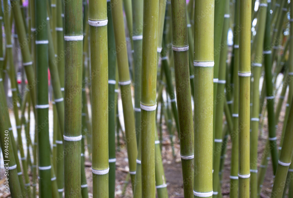 Fototapeta premium Bamboo Wallpaper