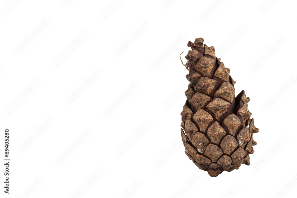 pine cone isolated on white background