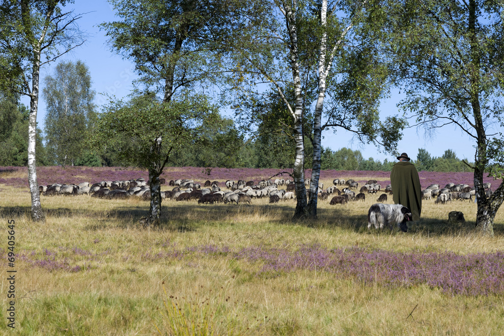 Obraz premium Schäfer mit Herde