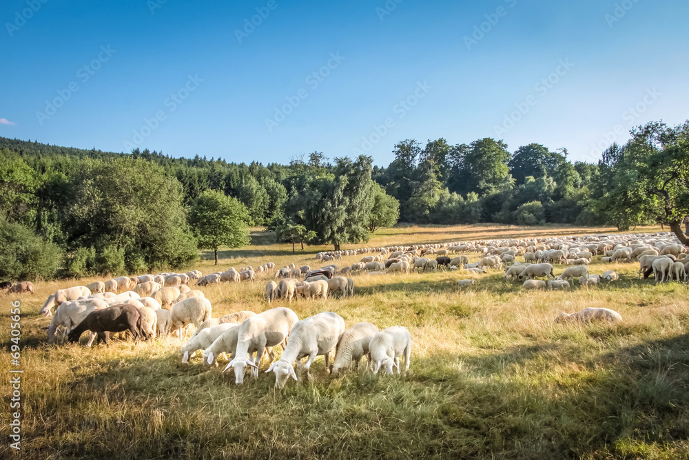 Obraz premium Schafherde im Taunus