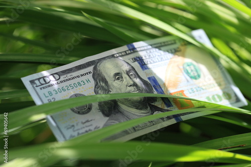 USD banknote in the grass