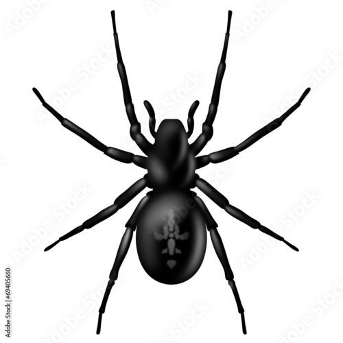 Spinne von oben, schwarz, Vektor, freigestellt