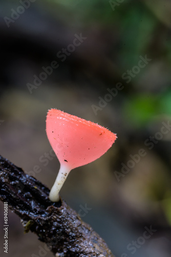 red Champagne mushrooms on nature background