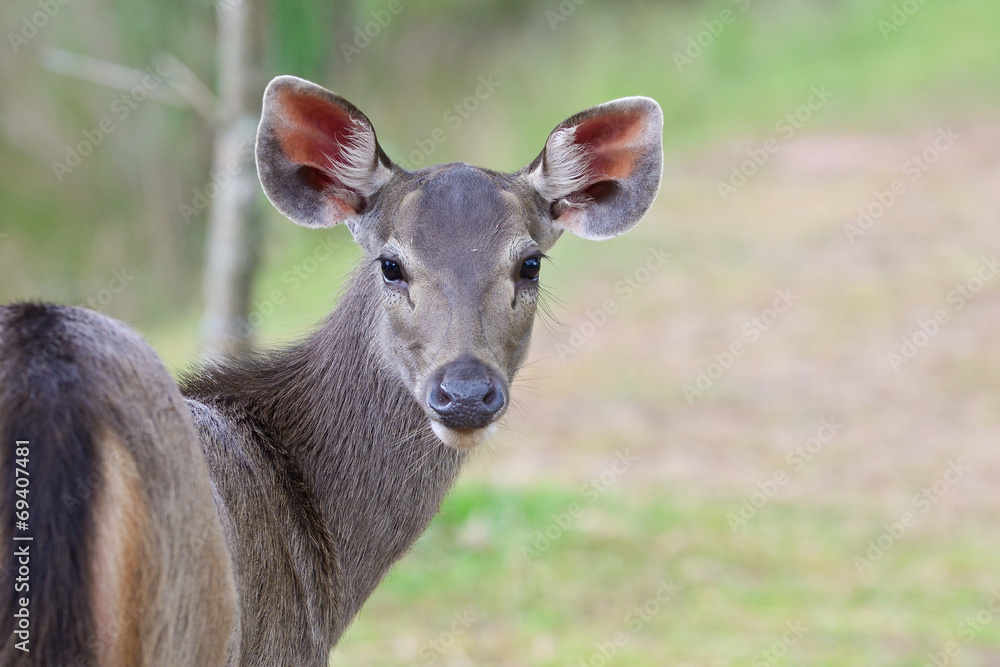 deer on nature background , thailand deer on nature background , thailand