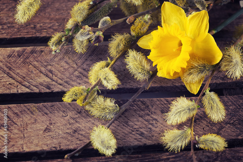 Fresh willow flowers and daffodil photo