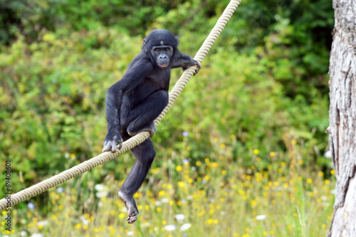 Obraz na plátně Bébé bonobo