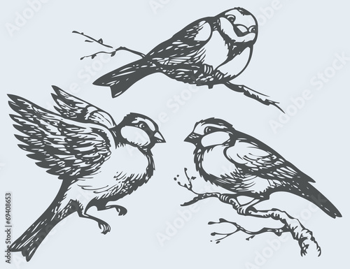 Vector freehand drawing. Tits, sparrows and bullfinches on branc