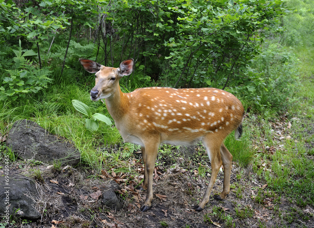 Sika deer Sika deer
