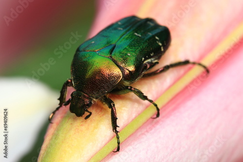 Green beetle on flower.