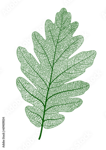 Vector oak leaf isolated.