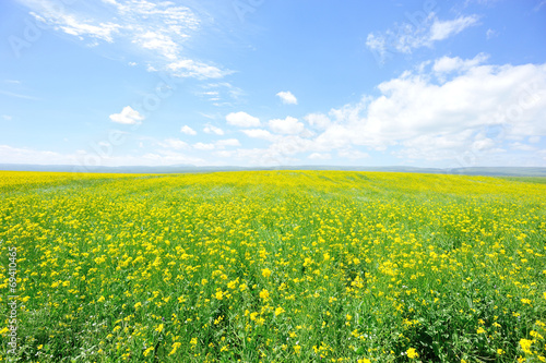 cole flower and blue sky 