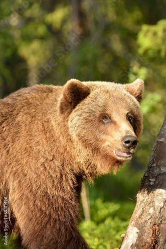 Brown bear in the forest