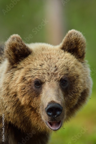 Brown bear portrait in the forest