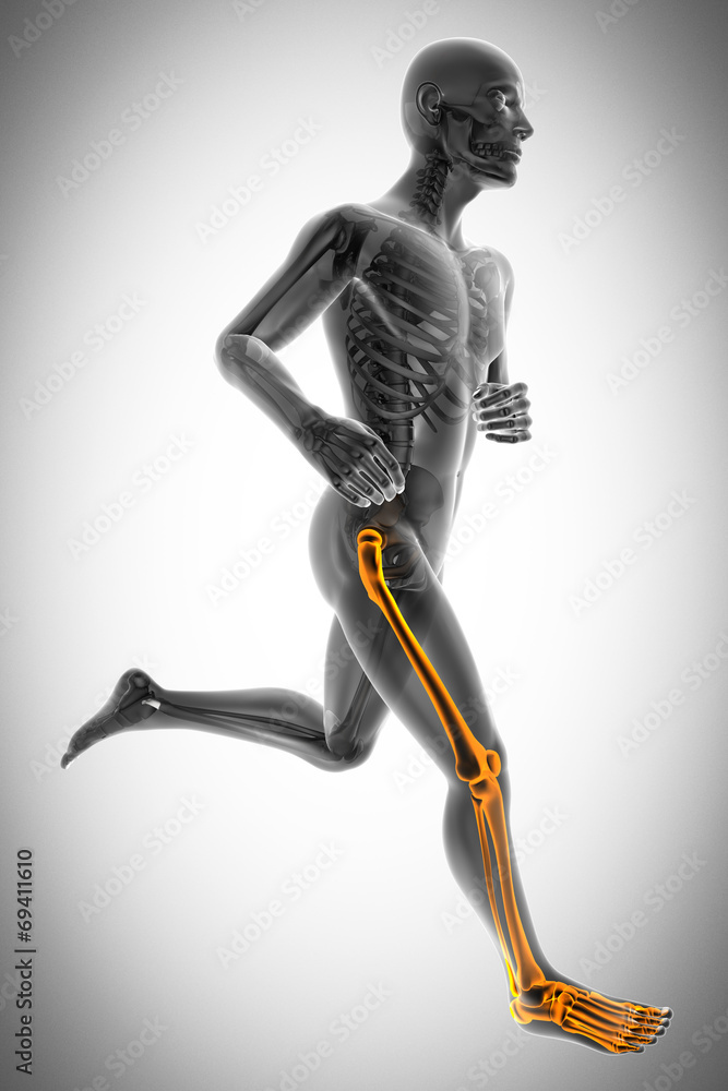 human bones radiography scan image